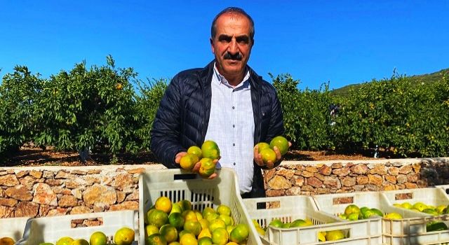 Mandalina ihracatında hedef 500 milyon dolar