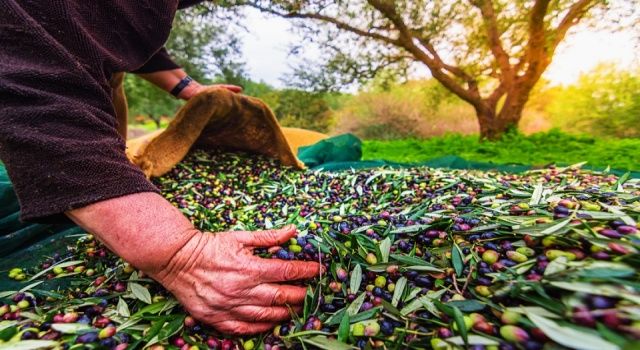 Sofralık zeytin ihracatı 150 milyon doları aştı