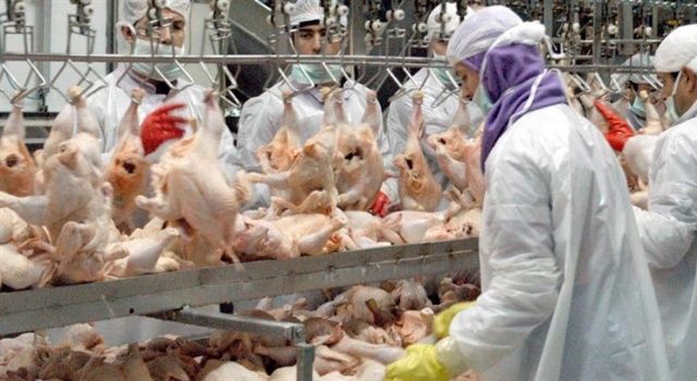 Tavuk Üretimi Bir Önceki Yılın Aynı Ayına Göre Yüzde 23 Arttı