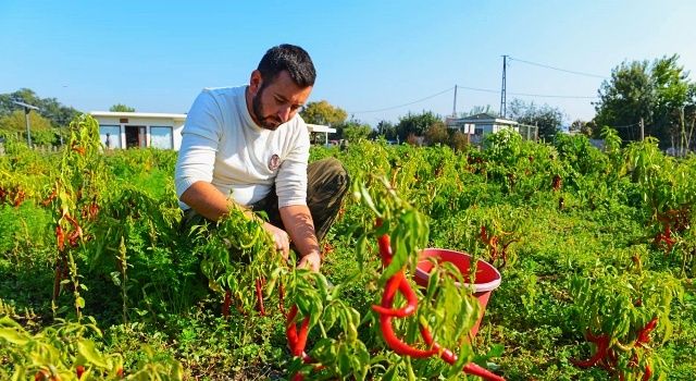 Ürünlü kıl sivri biberi coğrafi işareti hak ediyor