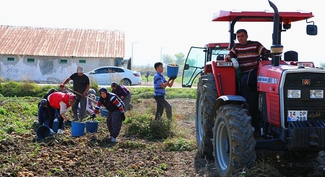 Yerli Patates Niğşah Verimiyle Üreticisini Güldürüyor