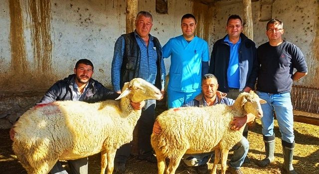 15 Koyun, Bir Koç Projesiyle Bin 72 Hayvan Dağıtıldı