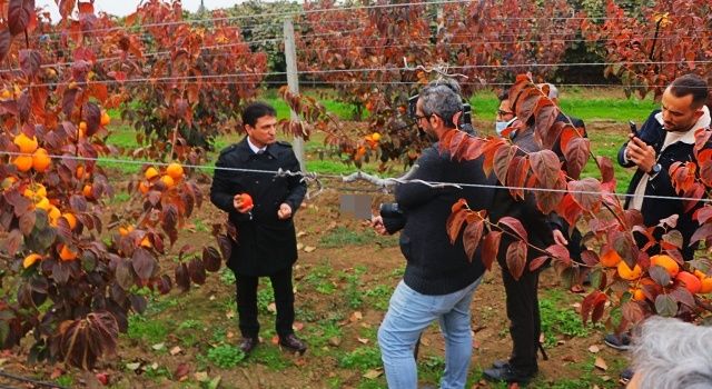 Altınova’da Kivi Ve Trabzon Hurması Hasadı Devam Ediyor