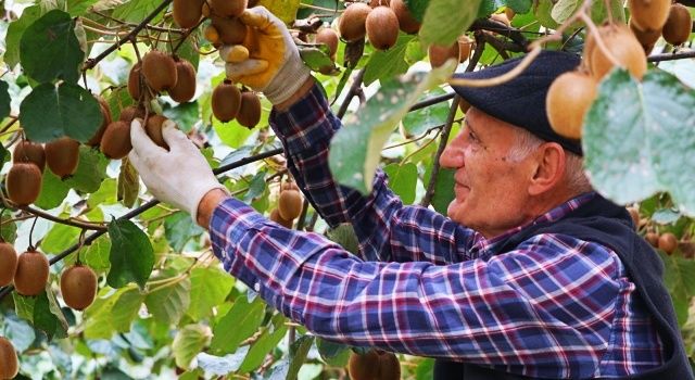 Beykoz Kivisi’nde Hasat Zamanı