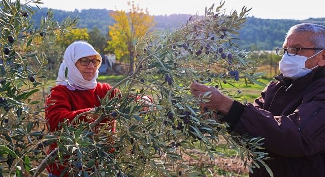 Buca’nın zeytinliklerinden öğrencilere burs