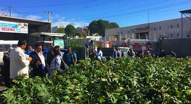 Büyükşehir'den Kırsala 100 Bin Adet Fidan Desteği