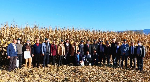 Dane Mısırlar Tarla Gününde Hasat Edildi