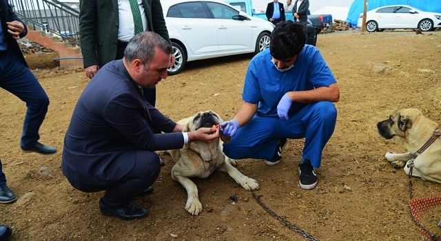 Delibaş hastalığı ile mücadele başladı