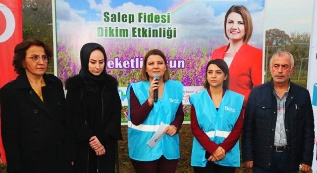 İzmit Belediyesi Tarımsal Kalkınma Hamlesine Salep Fidesiyle Devam Etti