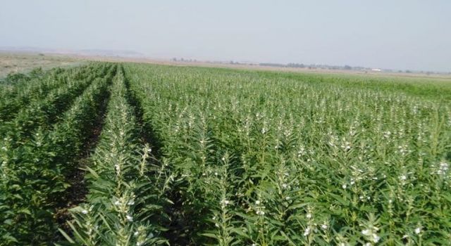 Susam tohumu için dünyanın ilk EPD belgesi Tekfen Tarım’ın