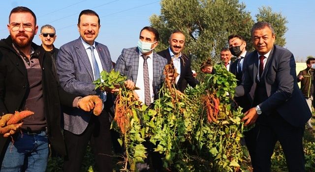 Tatlı Patates İzmir’in Ürün Desenine Eklendi