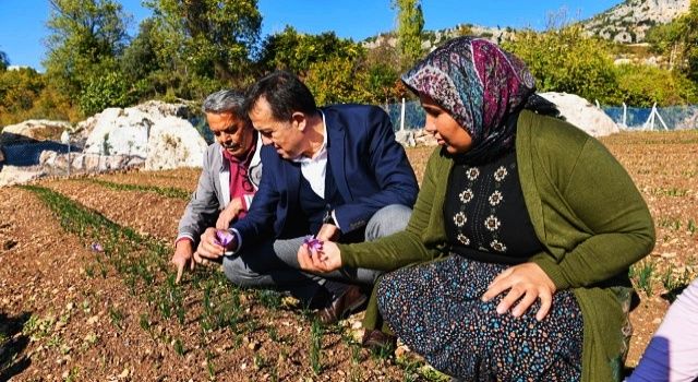 Yenişehir’de ilk safran hasadı yapıldı