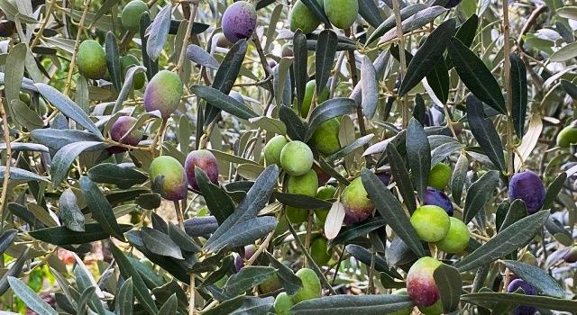 Zeytin Üretimi Yüzde 32 Artacak