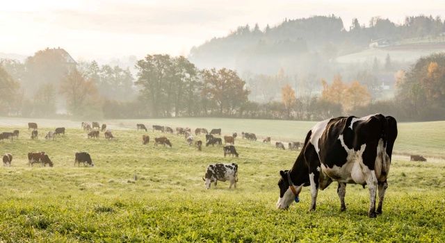 2021 Yılı İçin Buzağı, Malak Ve Dişi Manda Desteklemesi Başvuruları Başladı