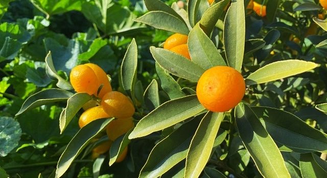 “Altın portakal” kumkuat İzmir’de üretilmeye başlandı