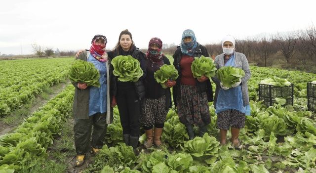 Aydın Büyükşehir Belediyesi Çiftçilere Alım Desteğini Sürdürüyor