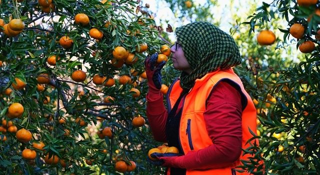 Bodrum Mandalinası Migros’un Desteği İle Tüm Türkiye’de