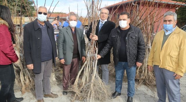 Çameli Belediyesi’nden Ücretsiz Fidan Dağıtımı