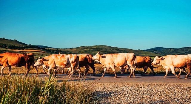 Hayvancılık Destekleme Tebliği Yayımlandı