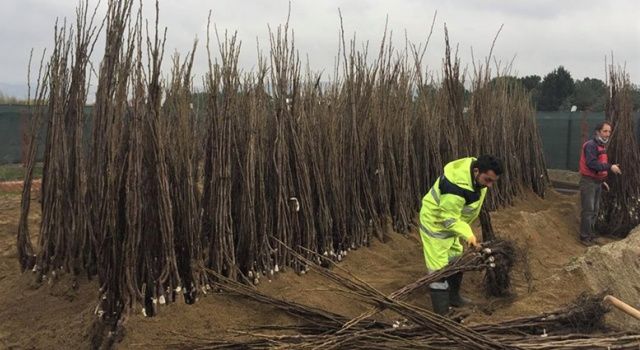 Yüzde 50 hibeli fidan desteği başvuruları başladı