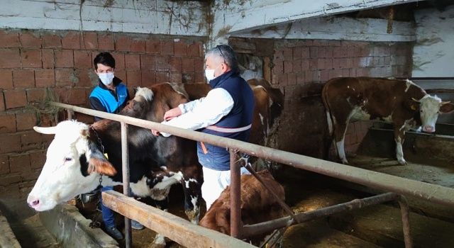 Bolu’da Şap Aşılamaları Tamamlandı