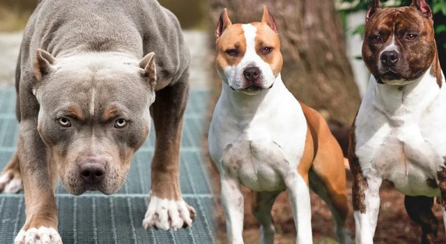 En çok tehlike arz eden köpek ırkı İstanbul’da kayıt altına alındı