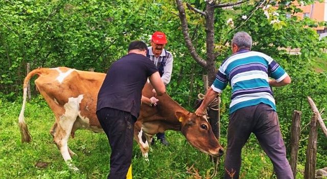 İlkbahar Dönemi Aşılama Kampanyaları Başlıyor