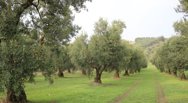 Marmarabirlik’ten 258 milyon TL kredi tahsisatı