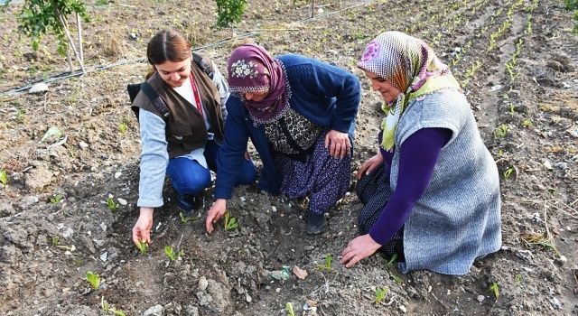 Tarsus Belediyesi’nin Çiftçilere Ücretsiz Dağıttığı Fideler Meyve Vermeye Başladı