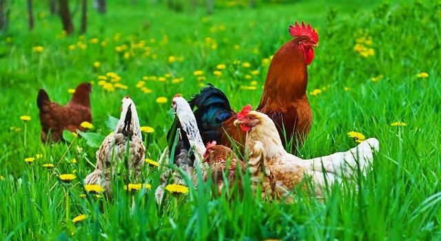 Tavuk Eti Üretimi Yüzde 16,1 Arttı