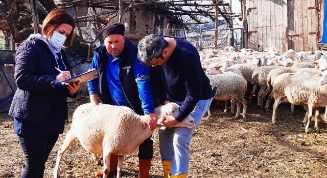 Anaç Koyun-Keçi Destekleme Tespit Çalışmaları Başladı