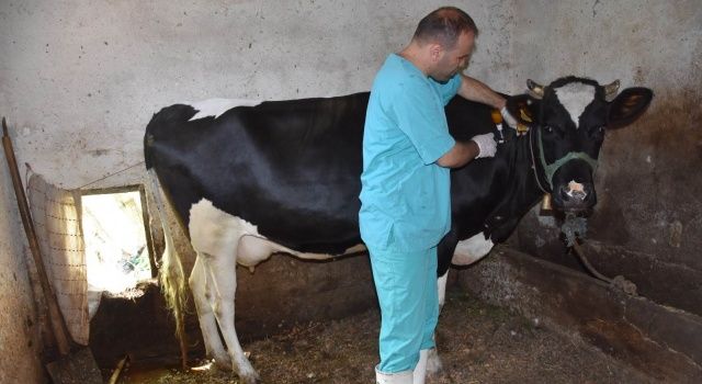 Ek Göstergede Veteriner Hekimleri Gözardı Etmeyin