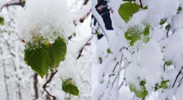 Fındıkta Tarım Sigortası İçin Son İki Hafta