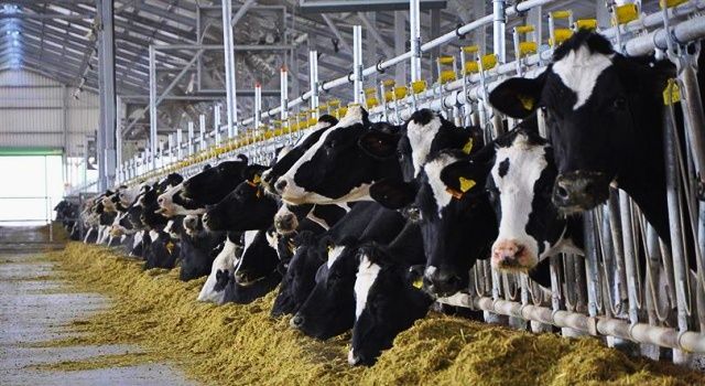 Toplanan İnek Sütü Miktarı Yüzde 2,1 arttı