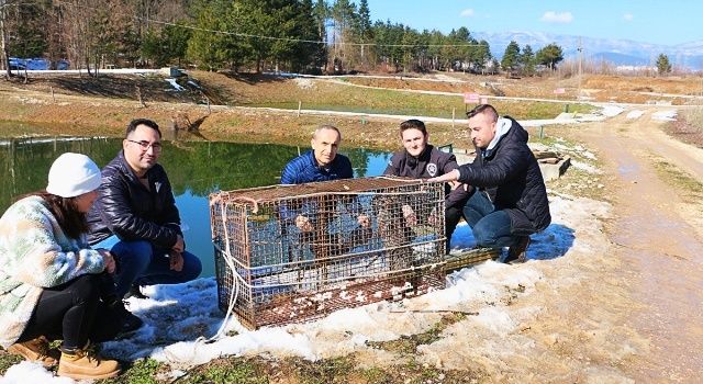 Yakalanan Su Samuru Doğaya Bırakıldı