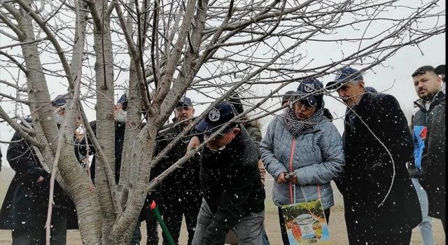 Çubuk’ta vişne üreticisi FAO eğitiminden geçecek