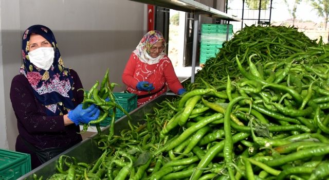 Migros Yenişehirli Üreticilerden 4 Bin Ton Ürün Alımı Yapacak