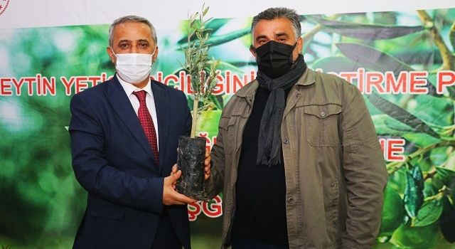 Samsun’da Üreticilere Zeytin Fidanı Dağıtımı Yapıldı