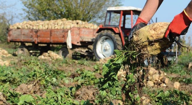 Şeker Arzıyla İlgili Hiçbir Sıkıntı Yaşanmayacaktır