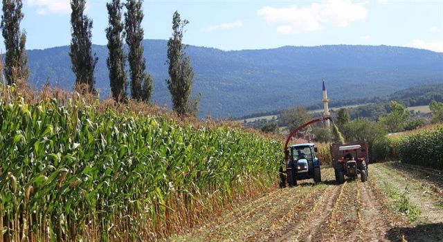 Başvuran Çiftçilere Yüzde 50 Hibeli Silajlık Mısır Tohumu Dağıtılacak