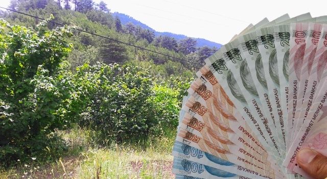 Bolu’da Fındık Üreticilerine 2,4 Milyon Destek Ödemesi Başladı