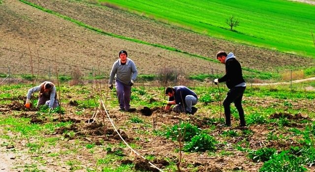 Ekoçiftlik meyve fidanlarıyla donatıldı