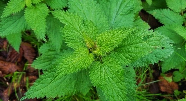 Giresun Isırganı Tescillendi