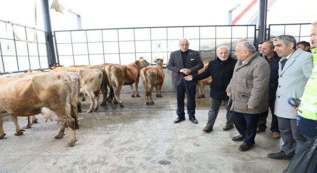 Ordu’da Çiftçilere 300 Adet Jersey Irkı İnek Dağıtıldı