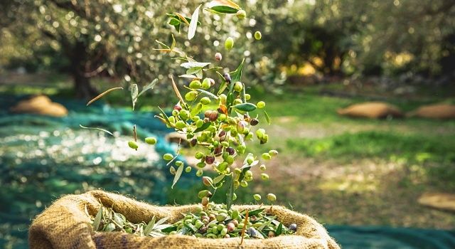 Sofralık zeytin ihracatı 100 bin tona koşuyor