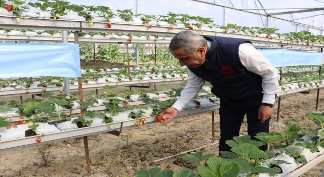 12 Mayıs Dünya Bitki Sağlığı Günü