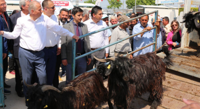 200 Aileye 400 Damızlık Koç ve Teke Hibe Edildi