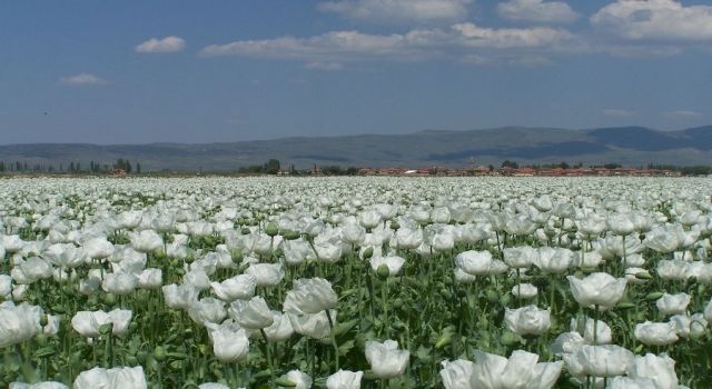 Beyaz haşhaşın 2,5 yıllık ihracat hasreti bitti