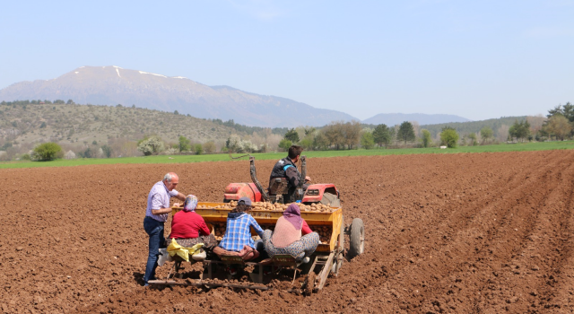 Bolu’nun Şahı Patates Toprağa Dikilmeye Devam Ediyor