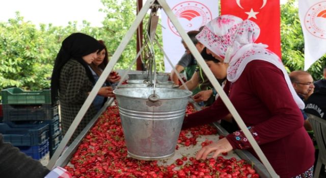 Kemalpaşa’nın Dünyaca Ünlü Kirazında Hasat Zamanı